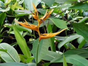 Heliconia Psittacorum x Spatho-Circinata 'Golden Torch'!         